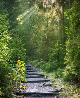 seaq68-forest-2942477.jpg