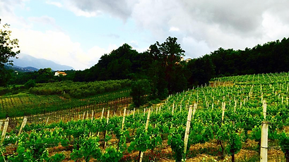 Schermata 2023-06-01 alle 15.14.42.png