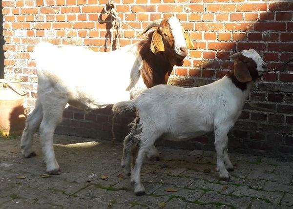 ziegen norderschw 9-20.jpg