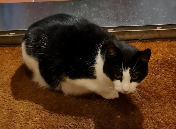 kater stollh juni dez.jpg