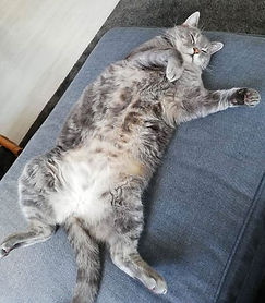 kater kater bra 6-1.jpg