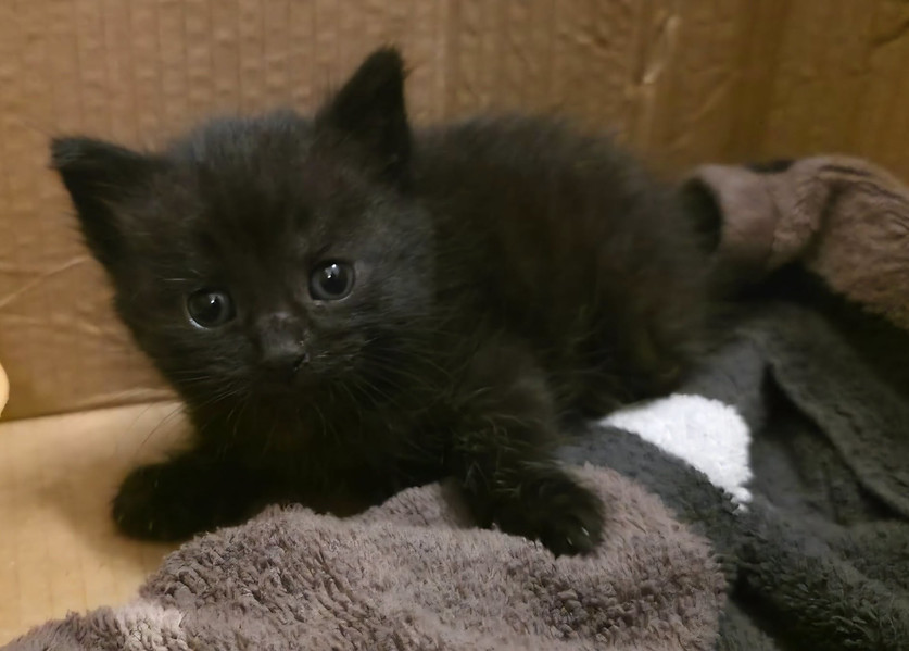 g20260717_kitten.jpg