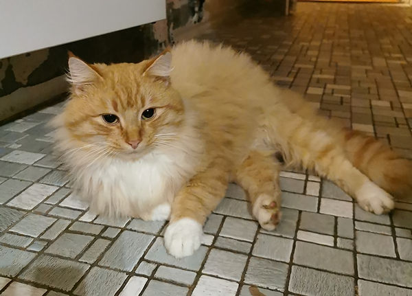 kater nham fah 12-30.jpg