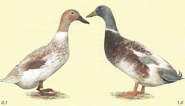 enten jade 3-5.jpg