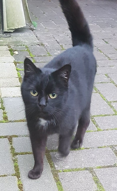 katzen2 esensh 11-5.jpg