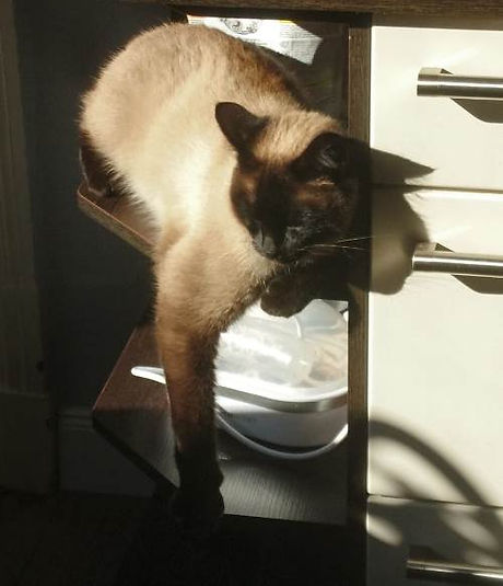 lilo kater siam jaderberg2 7-19.jpg