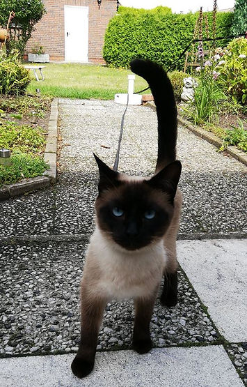 lilo kater siam jaderberg 7-19.jpeg