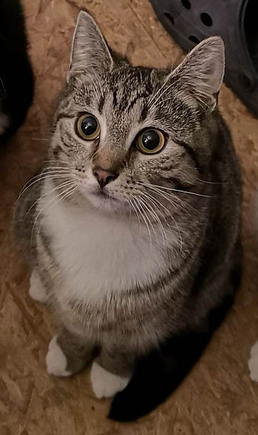 nala stollh 10-13.jpg