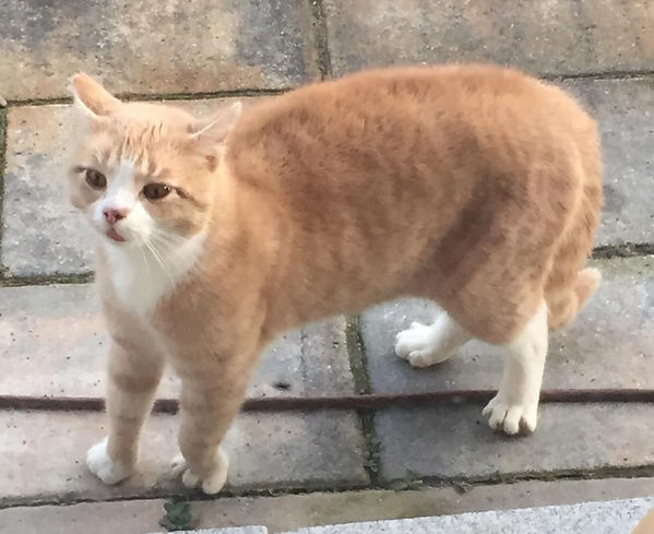 Kater o Katze Jade nordb 1.jpg