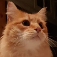 11-24 kater.jpg
