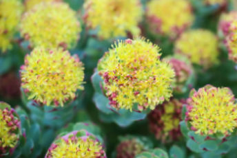 Primo piano di una pianta di rodiola con fiori gialli dai delicati bordi rosati, disposti a grappolo, con foglie carnose di un verde intenso