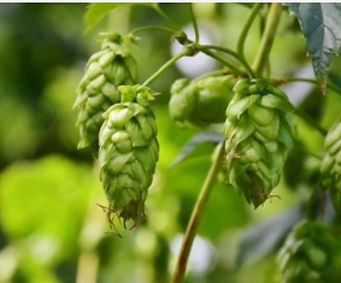 Primo piano di una pianta di luppolo, mostrando i dettagli delle foglie verdi e delle infiorescenze cone, con sfumature di verde intenso