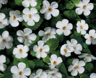 tanti fiorellini bianchi che fa la pianta bacopa