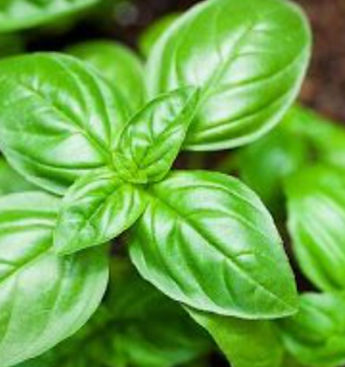 primo piano dela piantina e delle foglie di basilico