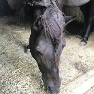 Vaka Horse