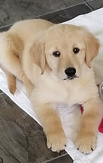 Golden Retriever puppy
