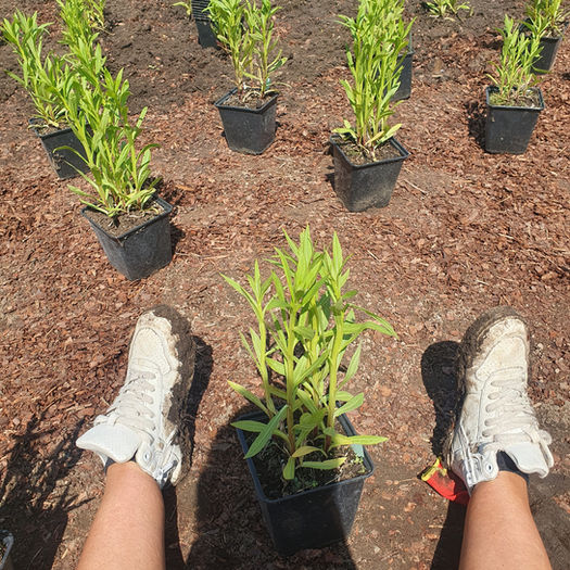 Apstādījumu ierīkošana