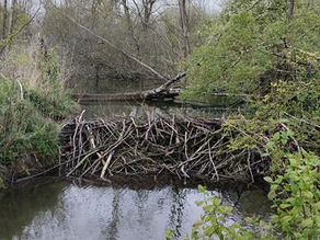 LE CASTOR À LA RECONQUÊTE DU BASSIN DE L'INDRE