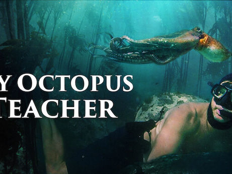 My Octopus Teacher: molto più di un semplice documentario