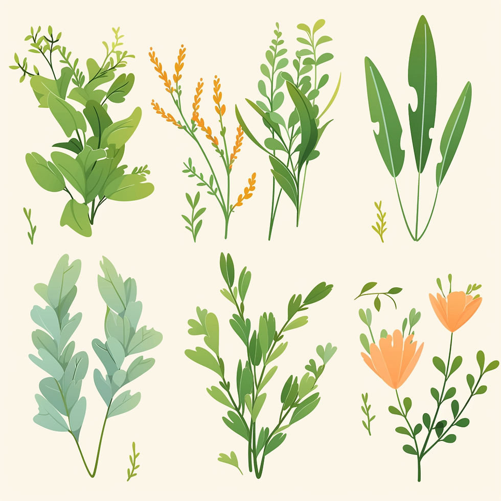 u 1 herbs.png