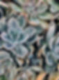 green-succulent-plants-1207978.jpg