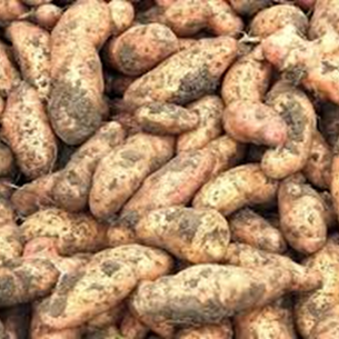Potato “Pink Fir Apple”