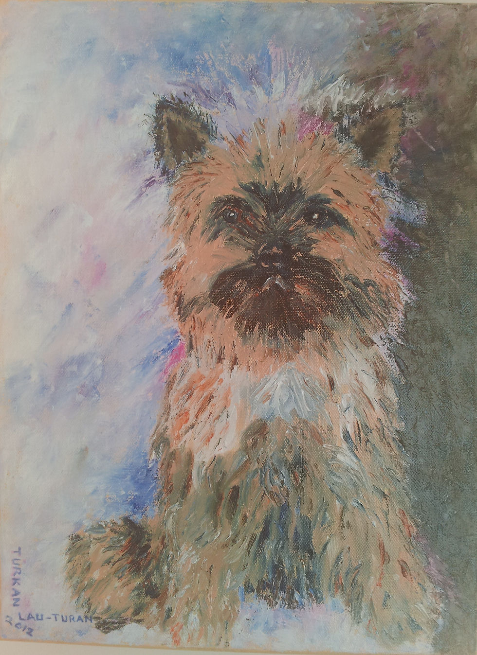 Yorkshire Terrier