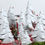 Thumbnail: Classic Christmas Tree