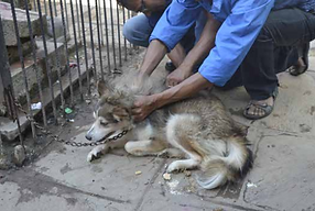 Animal Nepal Banner.PNG