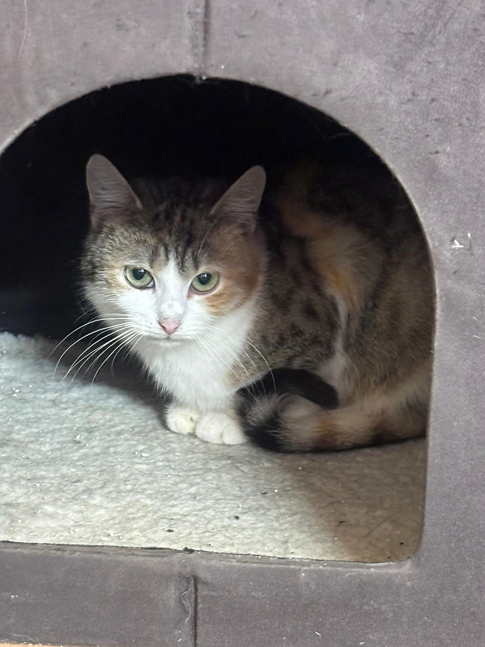 Miniaturbild: Lilly + Leona - geb. 11.2025