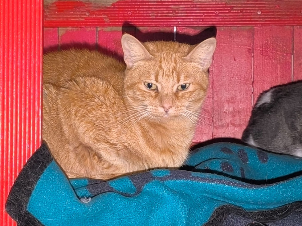 Miniaturbild: Lola- geb. 06.2020