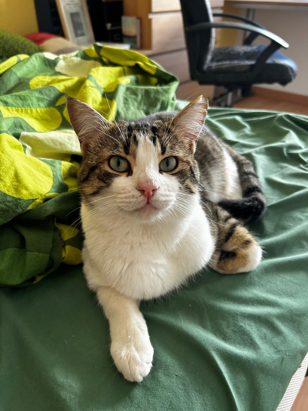 Casper - geb. 02.2025