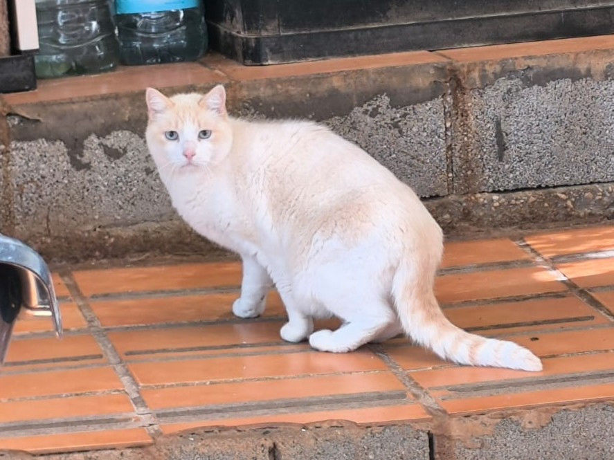 Miniaturbild: Henry - geb. 10.2015