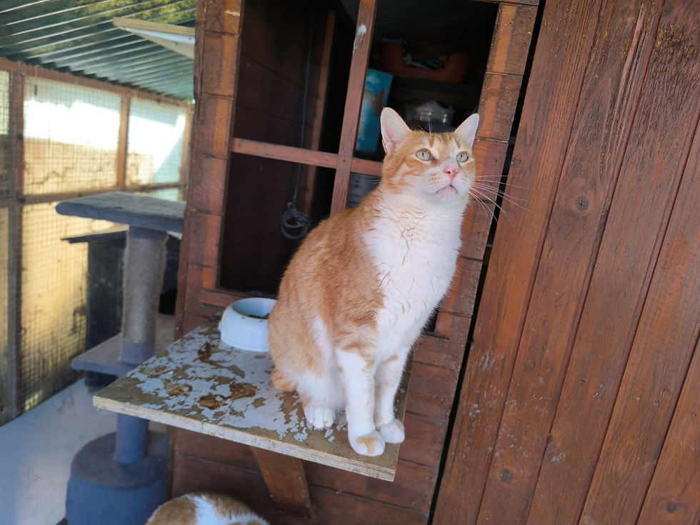 Miniaturbild: Limon FIV+ - geb. 12.2021