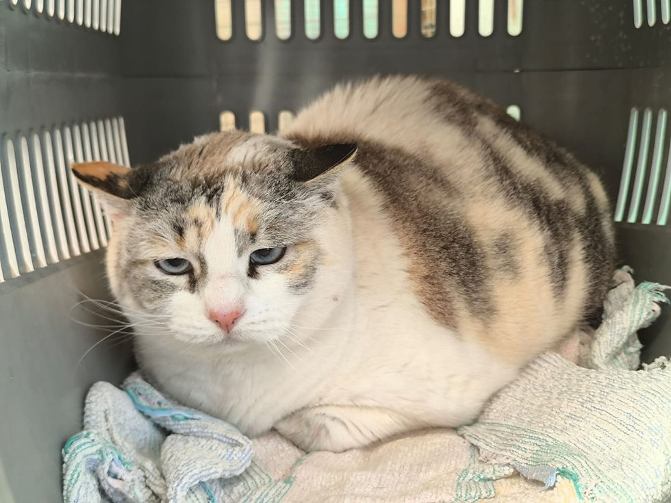 Miniaturbild: Baby - geb. 10.2015