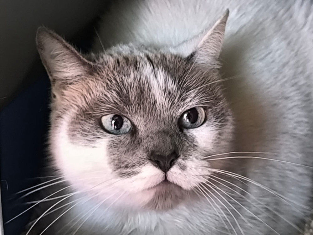 Mapachita - geb. 04.2016