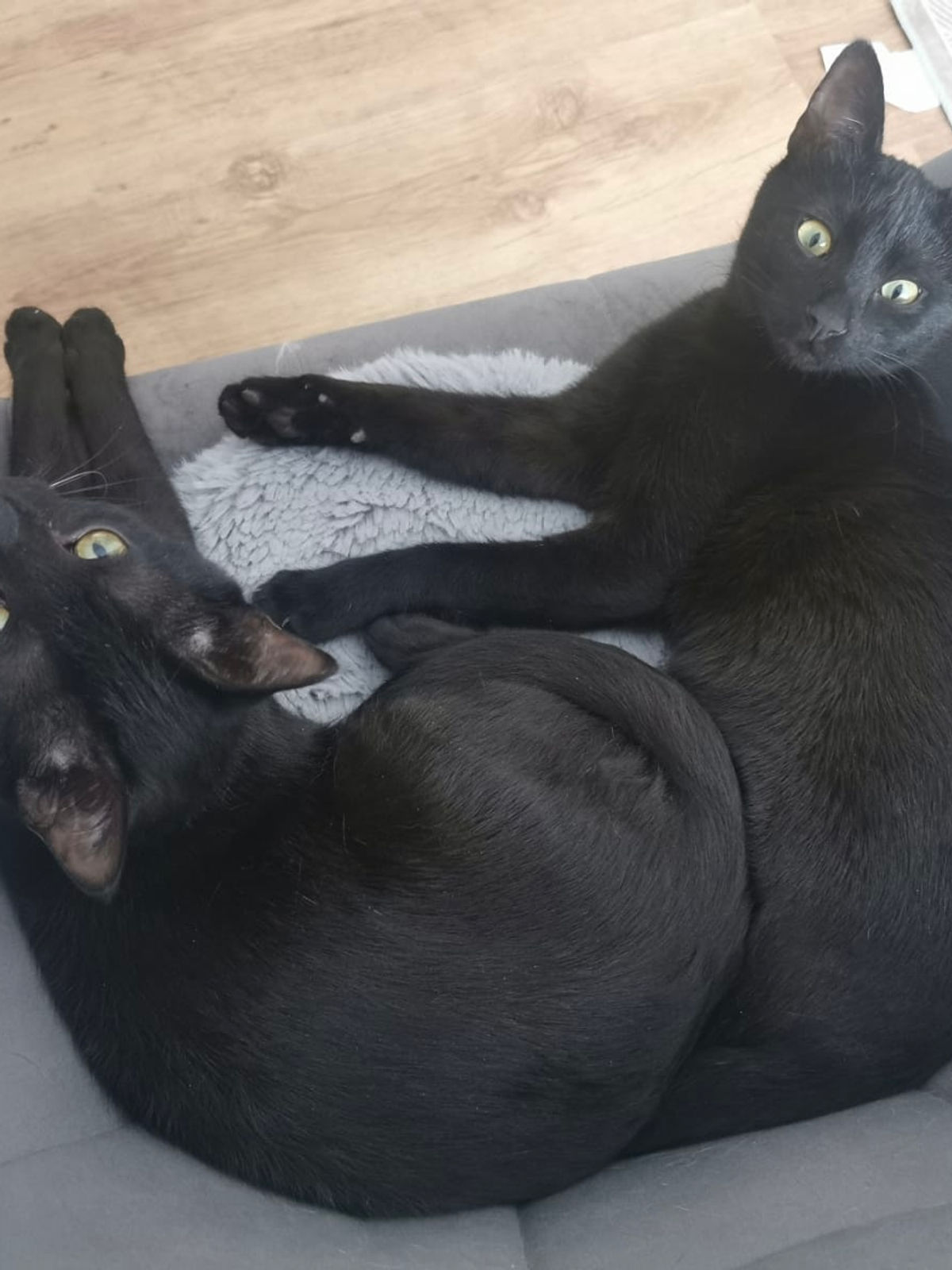 Simba und Mogli - geb. 05.2025