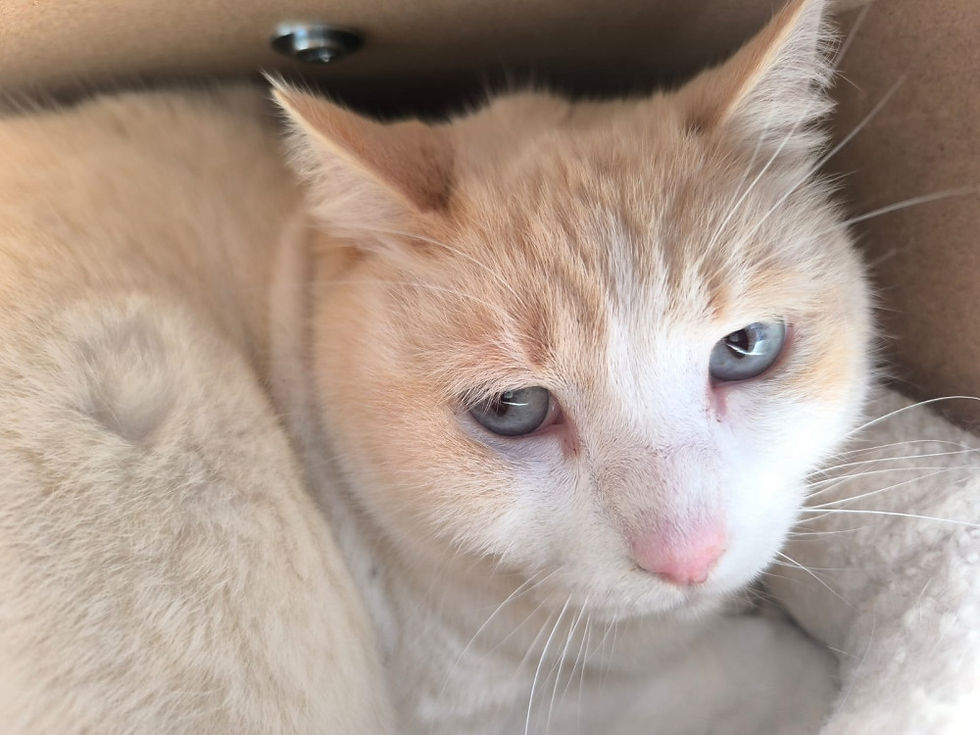 Miniaturbild: Henry - geb. 10.2015