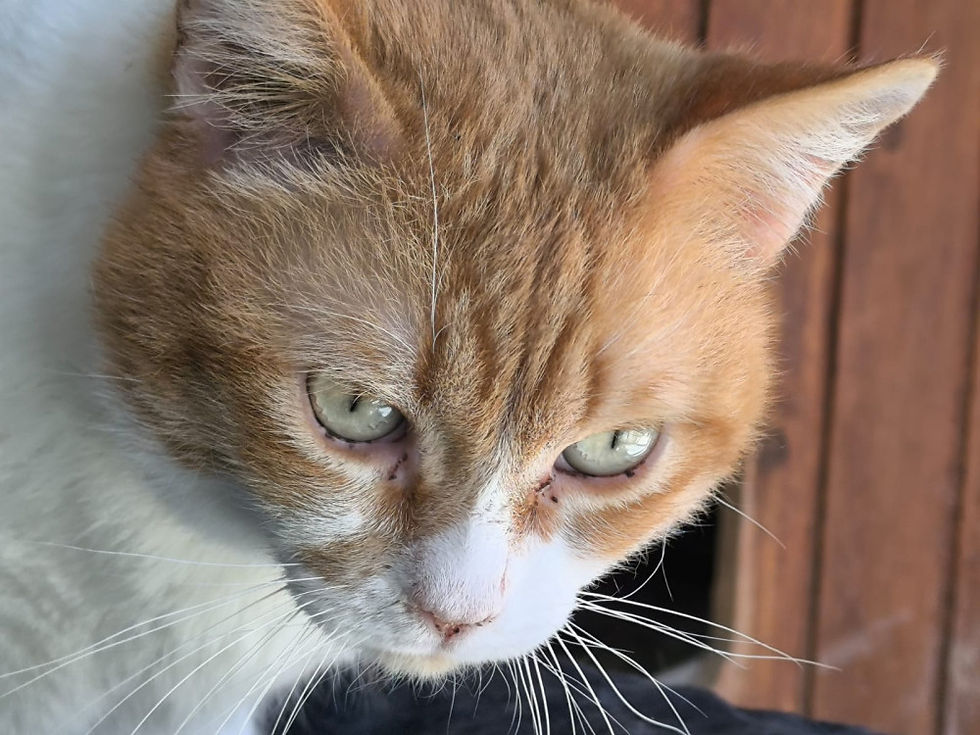 Miniaturbild: Dorito FIV+ - geb. 12.2023