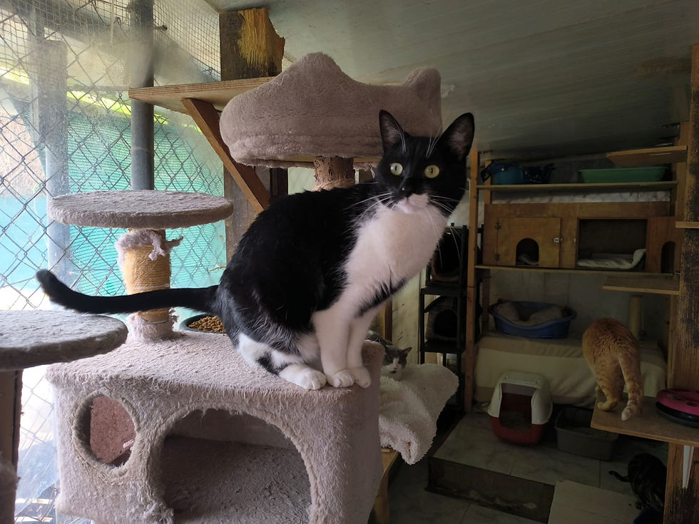 Miniaturbild: Nata geb. 02.2024