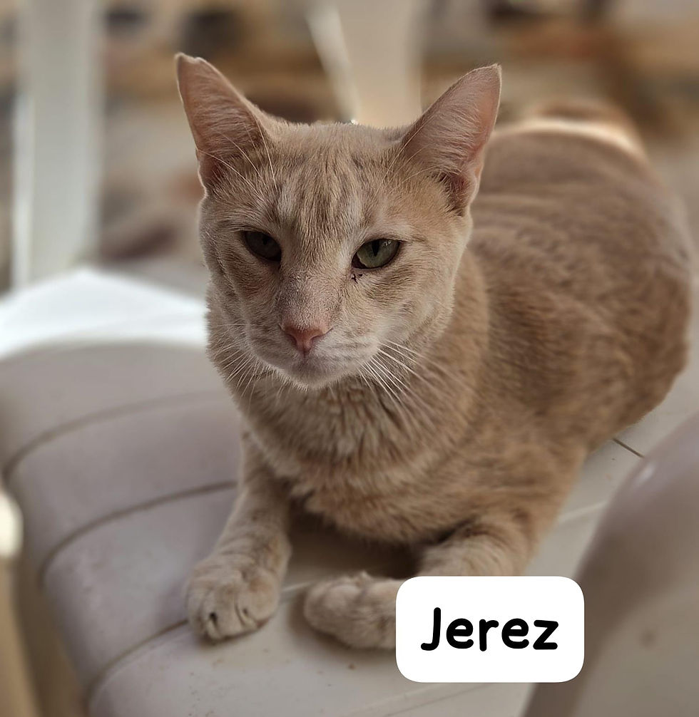 Miniaturbild: Jerez - geb. 06.2024+ Pomelo - geb. 04.2023