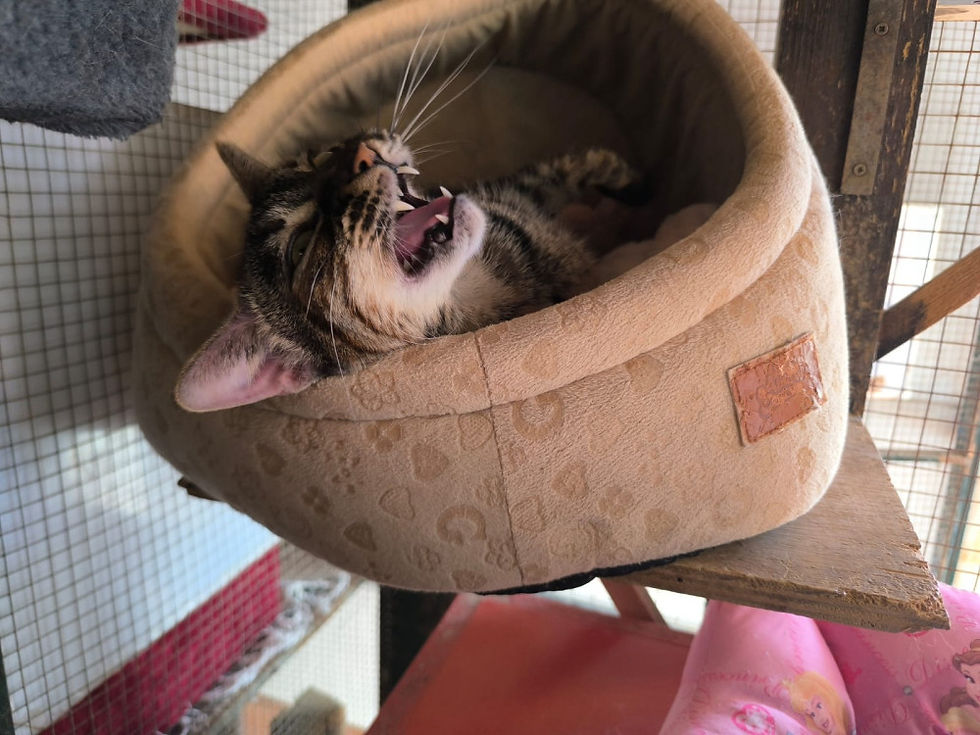 Miniaturbild: Frida - geb. 08.2020