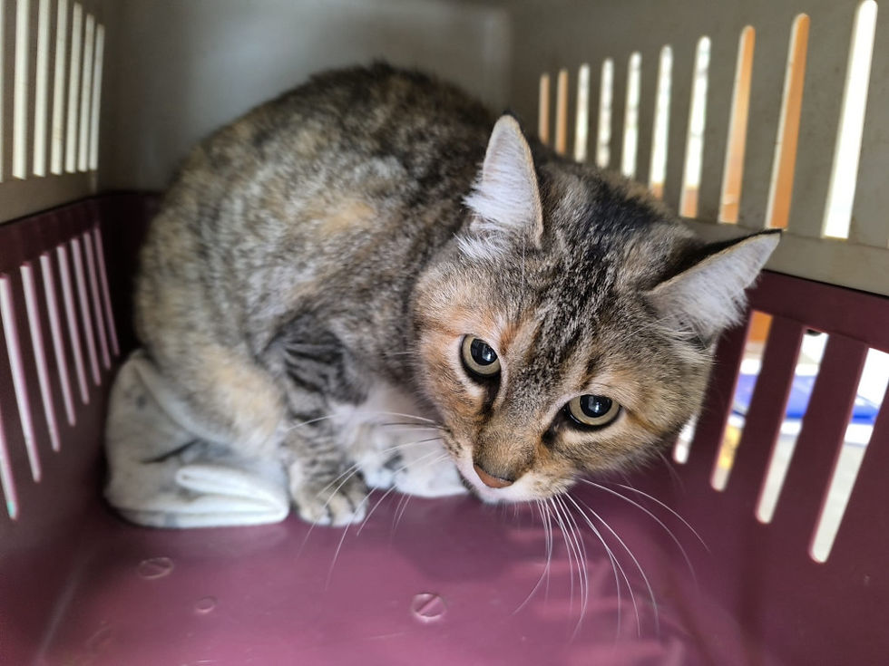 Miniaturbild: Martina - geb. 04.2015