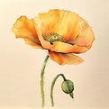 Golden Poppy Summer Camp
