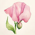 Sweet Pea Parent Child Class