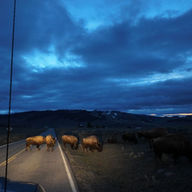 Bison | Yellowstone National Park