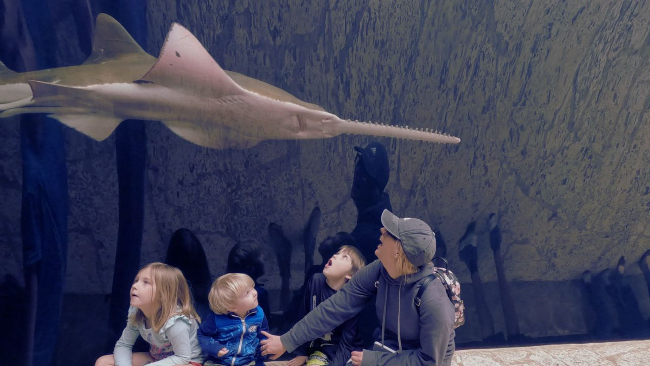 Family Traveling USA in the Shark Tunnel at the Dallas World Aquarium (viewing a Sawfish) in Dallas, Texas.