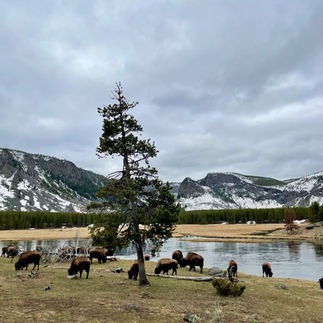 Bison | Yellowstone National Park