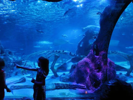 Family Traveling USA visiting SEA LIFE Grapevine Aquarium