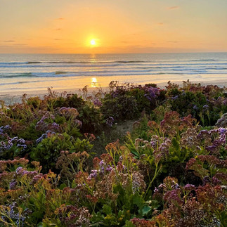 Sunset over the ocean in Del Mar California with coastal flowers in the foreground.